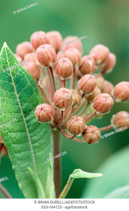 Common Milkweed (Asclepias syriaca). Ontario. Canada