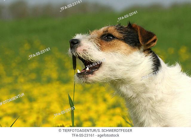 Parson Russell Terrier in a flower field