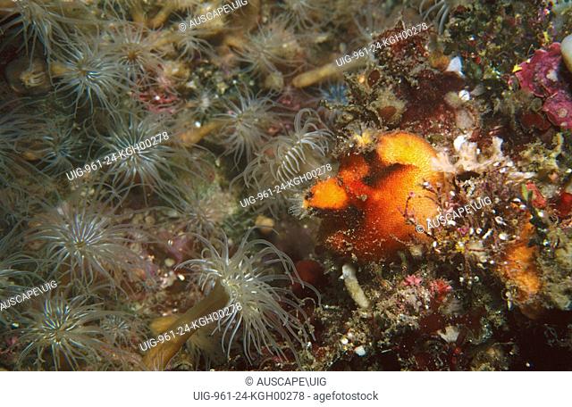 Spiny sea squirts (Halocynthia dumosa), on rock wall, amongst many other sessile invertebrates. Kangaroo Island, South Australia