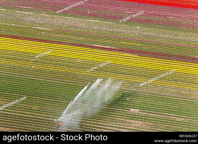 Tulip fields, North Holland, Netherlands
