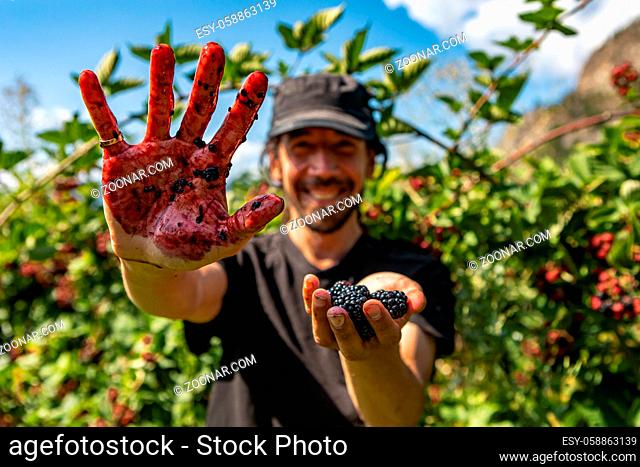 selective focus and close up shot of happy and smiling caucasian man. as he showing hands stained with blackberries juice and full of Blackberry fruits