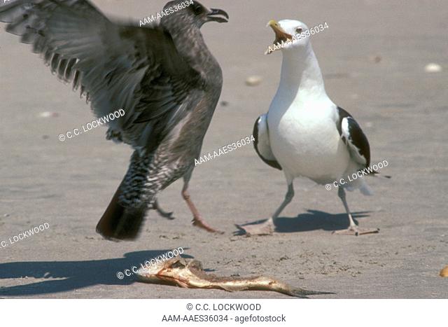 Greater Black-backed Gulls Fight over Food, Cape Lookout NS, National Seashore, North Carolina
