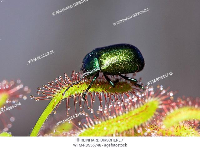 Leaf Beetle on Sundew, Chrysomela, Drosera, Munich, Bavaria, Germany