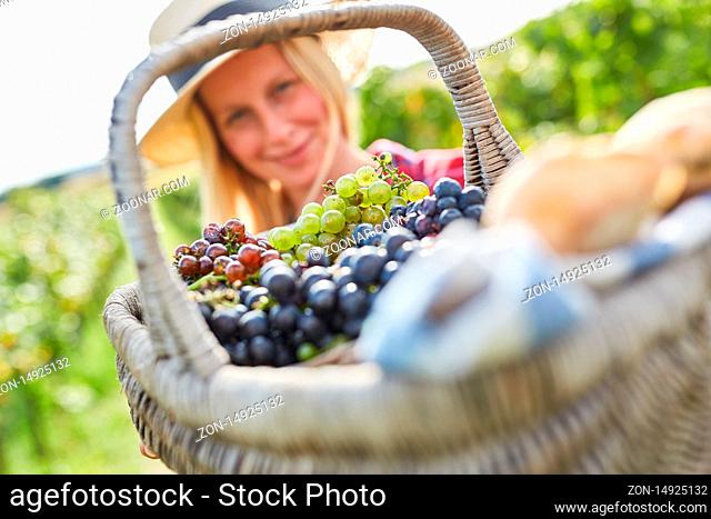 Picknick Korb voll mit weißen und roten Weintrauben bei der Traubenlese
