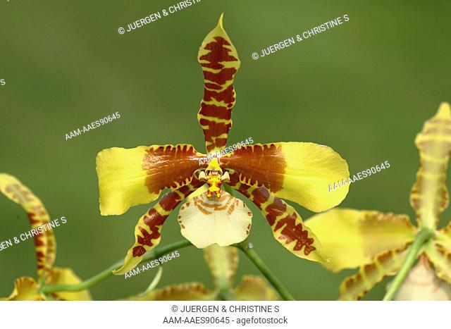 Tiger Orchid (Odontoglossum grande)