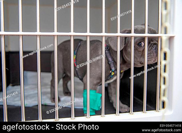dog in a cage at a veterinary clinic waiting for a surgery