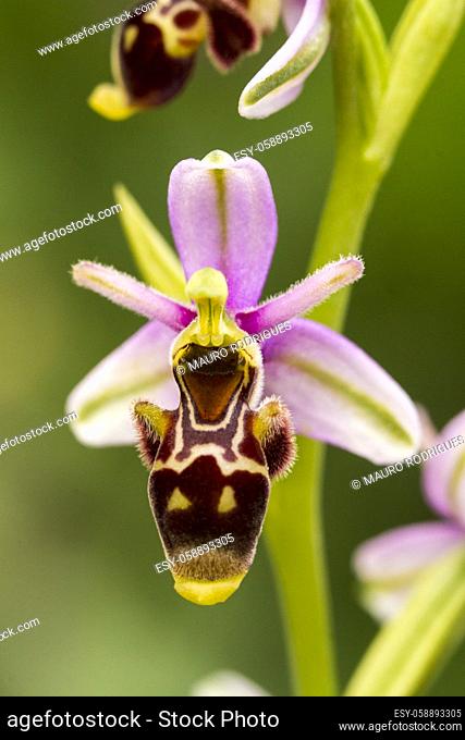 Close up view of the beautiful Bee Orchid (Ophrys apifera) flower