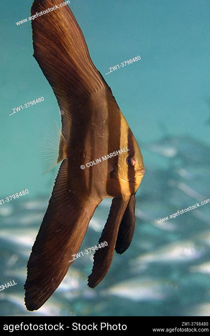 Juvenile Blunthead Batfish (Platax teira), Cendana Jetty dive site, Waigeo Island, Aljui Bay, Raja Ampat, West Papua, Indonesia