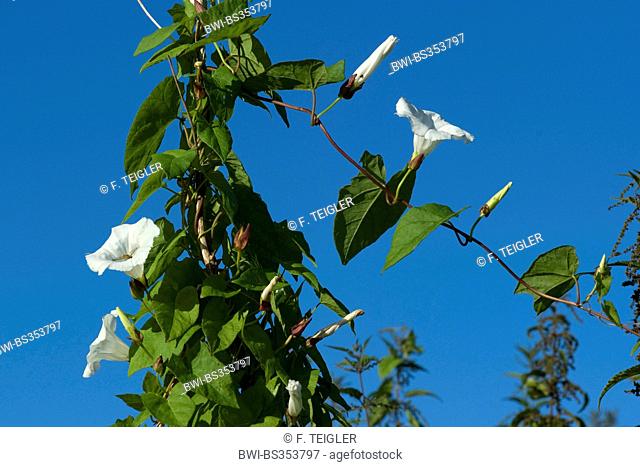 Bellbine, Hedge bindweed, Hedge false bindweed, Lady's-nightcap, Rutland beauty, Greater bindweed (Calystegia sepium, Convolvulus sepium)