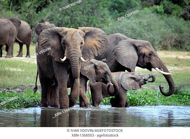 African Elephant Loxodonta africana, Murchison Falls national park, Uganda, East Africa