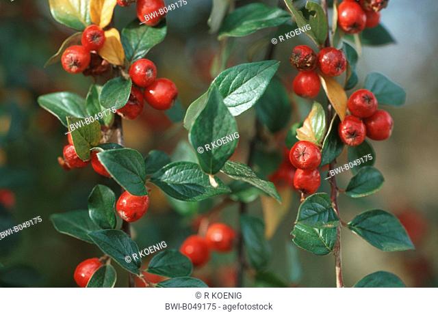 orange cotoneaster Cotoneaster franchetti var. sternianus, with fruits