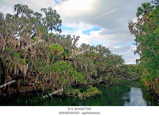 old man's beard, spanish moss (Tillandsia usneoides), trees with spanish mosses at the riverbank, USA, Florida, Blue Spring State Park