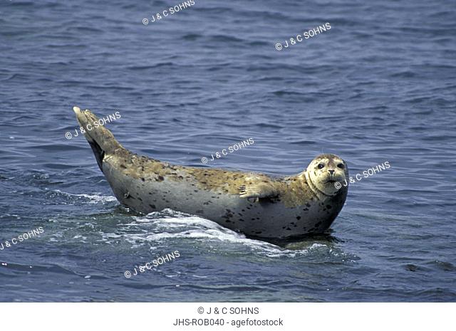Common Seal Phoca vitulina Monterey California USA
