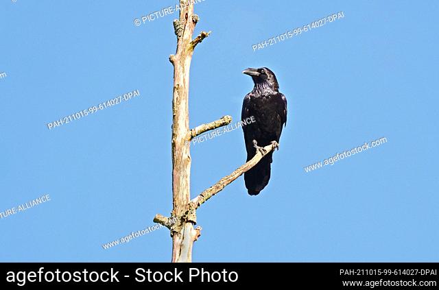 11 October 2021, Brandenburg, Schorfheide: 11.10.2021, Schorfheide. A common raven (Corvus corax) stands on a branch at the bare top of a dead tree in...