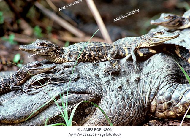 Alligator w/ young on back (Alligator mississippiens) Everglades NP, Florida