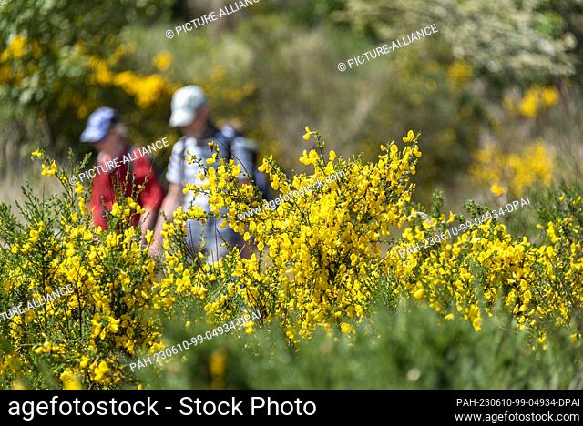 PRODUCTION - 07 June 2023, Mecklenburg-Vorpommern, Hiddensee: Two people walk past gorse bushes. An impressive natural spectacle is currently taking place on...