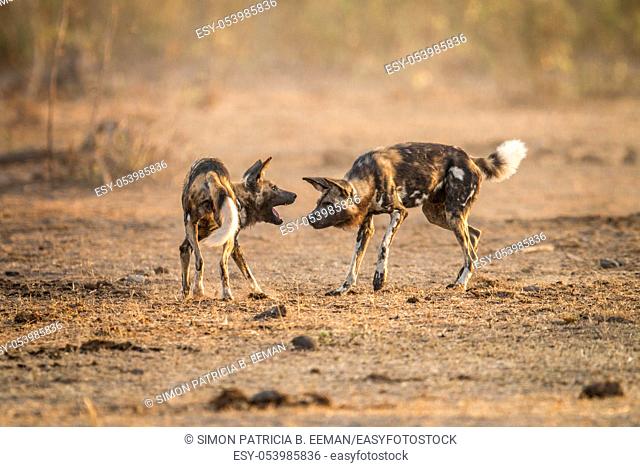 Playing African wild dogs in the Kruger National Park, South Africa