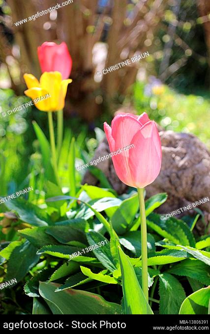 Tulips in the bed shine against the sun, spring, Germany, Bavaria, Upper Bavaria, Mittenwald