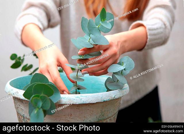 Female hands close-up get out of the vase branches of eucalyptus for a new year's wreath. The concept of floristry and new year and holiday traditions