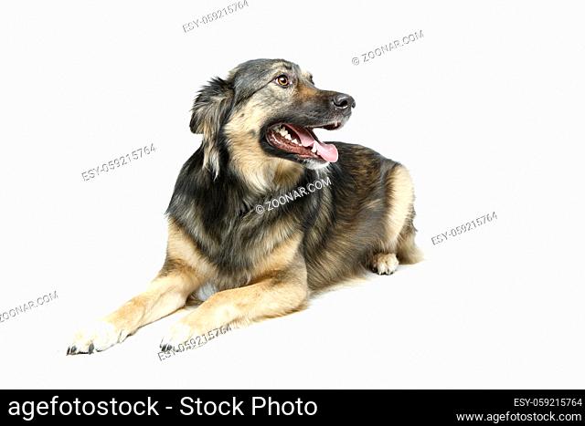 beautiful mixed breed dog isolated on white. copy space