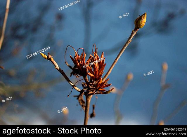 Winter recedes and spring comes. In the foreground bud budding azaleas. In the blue sky background