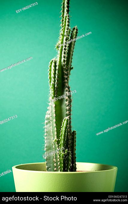 Little cactus plant against green wall