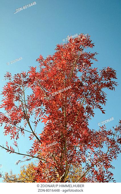 Fraxinus angustifolia Raywood, Rotblättrige Esche, Redleaved ash