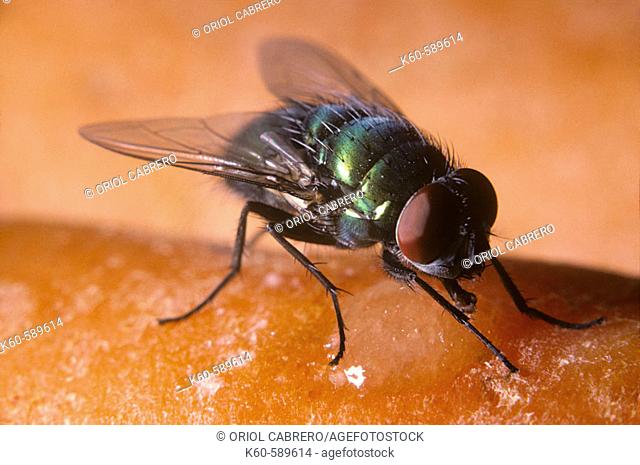 Green Bottle Fly (Lucilia caesar)