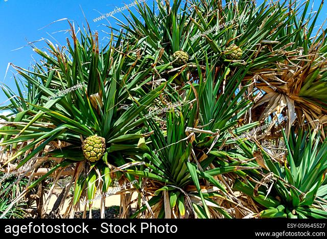 the Australian pandanus grows on a palm tree with green leaves