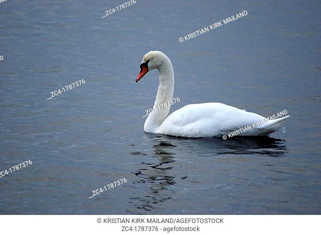 White swan on deep blue sea