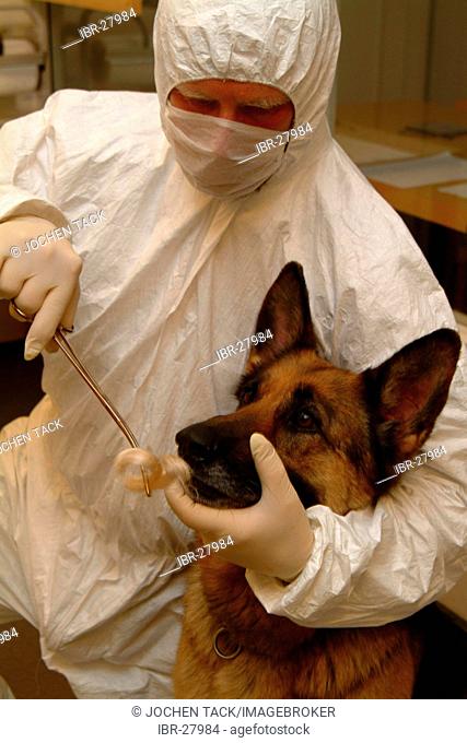 DEU, Germany, NRW: Police dogs can find out the smell of a criminal at a crime szene and compare it with the smell of a suspicious person