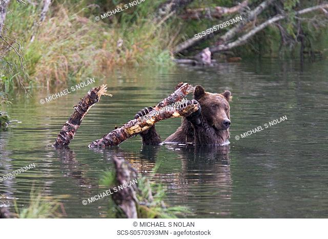 Brown bear Ursus arctos at the Brooks River in Katmai National Park near Bristol Bay, Alaska, USA Pacific Ocean The normal range of physical dimensions for a...