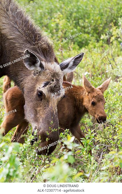 Moose cow shown with one of her two calves feeding with her. Healy, Interior Alaska. Spring