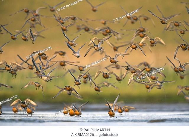 Flock of Red Knots (Calidris canutus), Germany, adult birds in summer plumage taking off from roosting area
