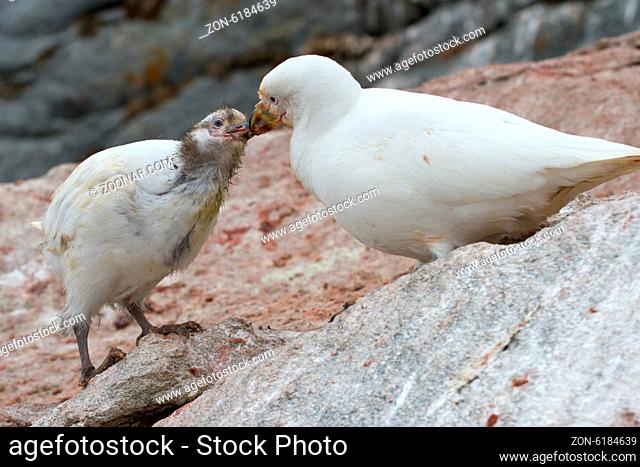 female Snowy Sheathbill or Chionis albus chicks that feeds