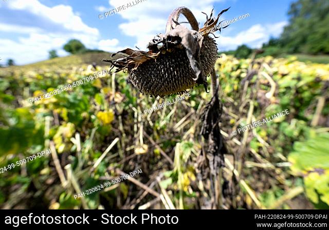 24 August 2022, Bavaria, Wolnzach: Dried sunflowers stand in the sun in a field. Photo: Sven Hoppe/dpa. - Wolnzach/Bavaria/Germany