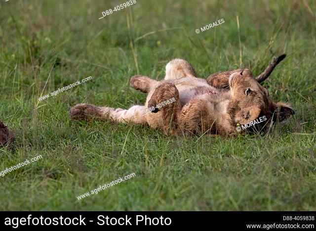 Africa, East Africa, Kenya, Masai Mara National Reserve, National Park, Young Lions (Panthera leo), in the savanna, Playing