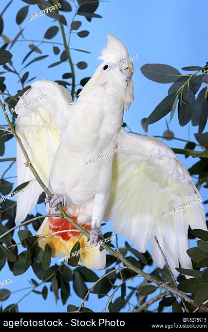 Philippine Cockatoo or red-vented cockatoo (cacatua haematuropygia), adult on branch with open wings
