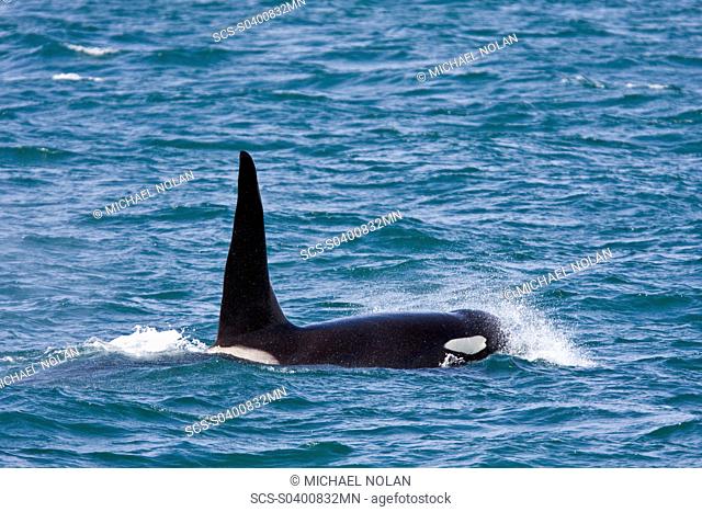 An adult bull from a pod of at least 8 Orcas Orcinus orca encountered off George Island near Inian Pass and followed until Lemesieur Island in Icy Strait