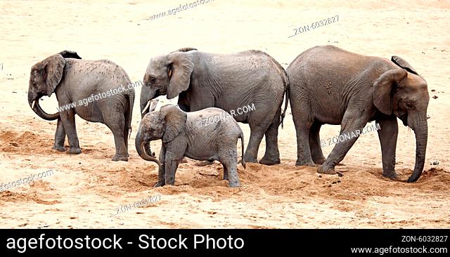 Elefanten graben im trockenen Fluss nach Wasser, Kruger Nationalpark, Südafrika; african elephants digging for water in a dry river, south africa