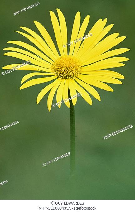 DORONICUM or LEOPARD'S BANE Doronicum austriacum Native to central and southern Europe
