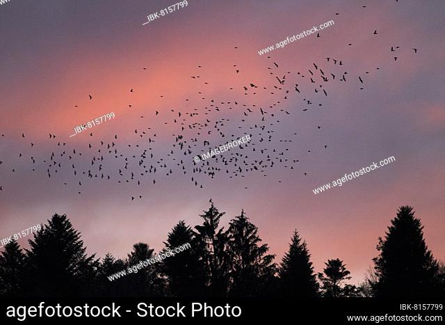Brambling (Fringilla montifringilla), evening flight, flock over roost in coniferous forest, Département Haut-Rhin, Alsace, France, Europe