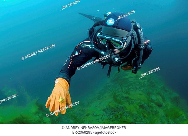 Diver and Amphipod (Acanthogammarus victorii), Lake Baikal, Siberia, Russian Federation, Eurasia