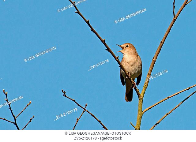 Nightingale, Luscinia megarhynchos In Song. Spring. UK
