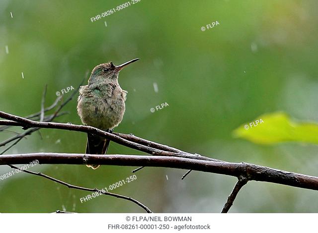 Scaly-breasted Hummingbird (Phaeochroa cuvierii furvescens) adult, perched on twig during rainfall, near Santa Clara, Panama, October
