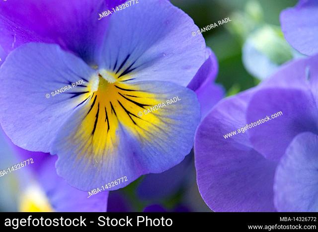 Horned violet (Viola cornuta), flower in purple and yellow