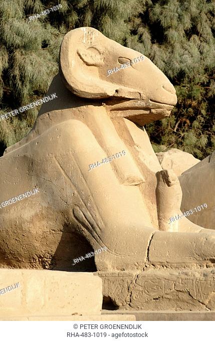 Ram headed sphinx, Temple of Karnak, near Luxor, Thebes, UNESCO World Heritage Site, Egypt, North Africa, Africa