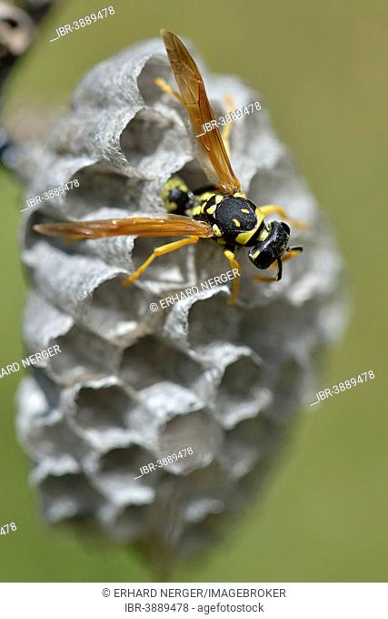 European Paper Wasp (Polistes dominula) on a wasp nest, Province of Messina, Sicily, Italy