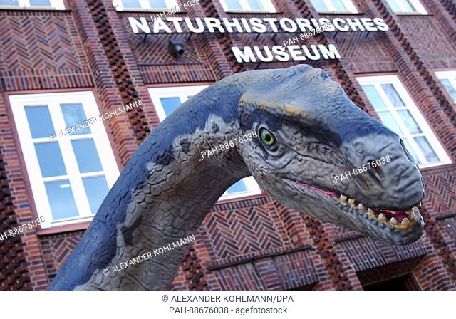 A life-sized reconstruction of a Plateosaurus engelhardti can be seen at the Museum for Natural History in Braunschweig, Germany, 3 March 2017