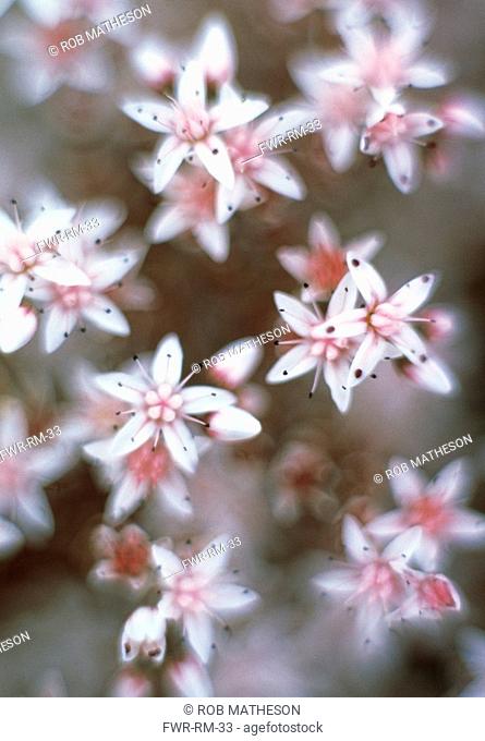 Sedum populifolium, Sedum / Ice plant